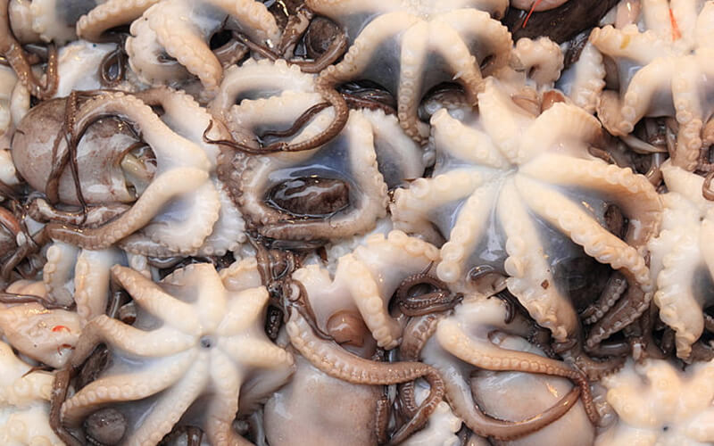 Cuttlefish drying machine Cuttlefish drying machine