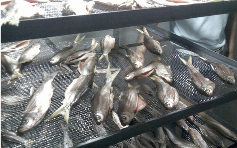 Fish Drying Machine Seafood Drying & Dehydrators Manufacturer
