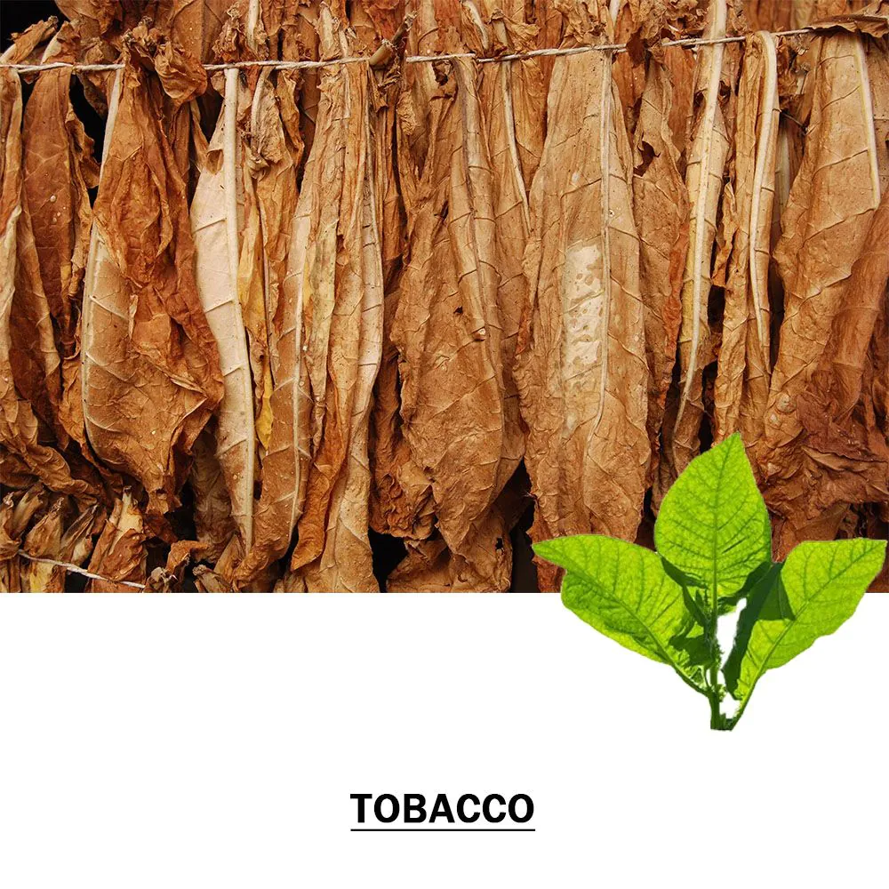itg tobacco News