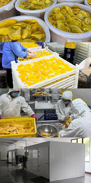 drying mango project